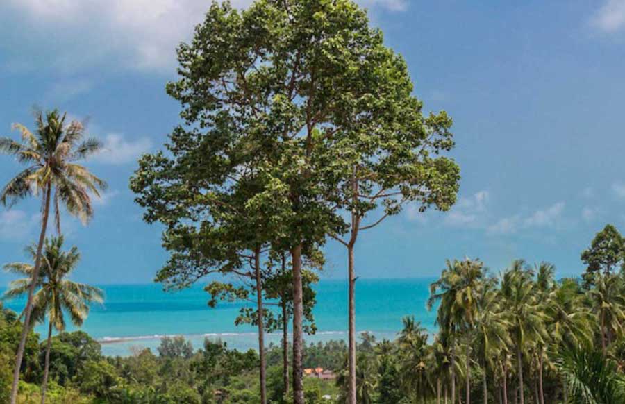 6,051 sqm of Fine Sea View Project Land, Lamai